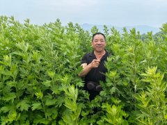 和姐妹们次要担任施肥、除草以及捆扎艾草这类